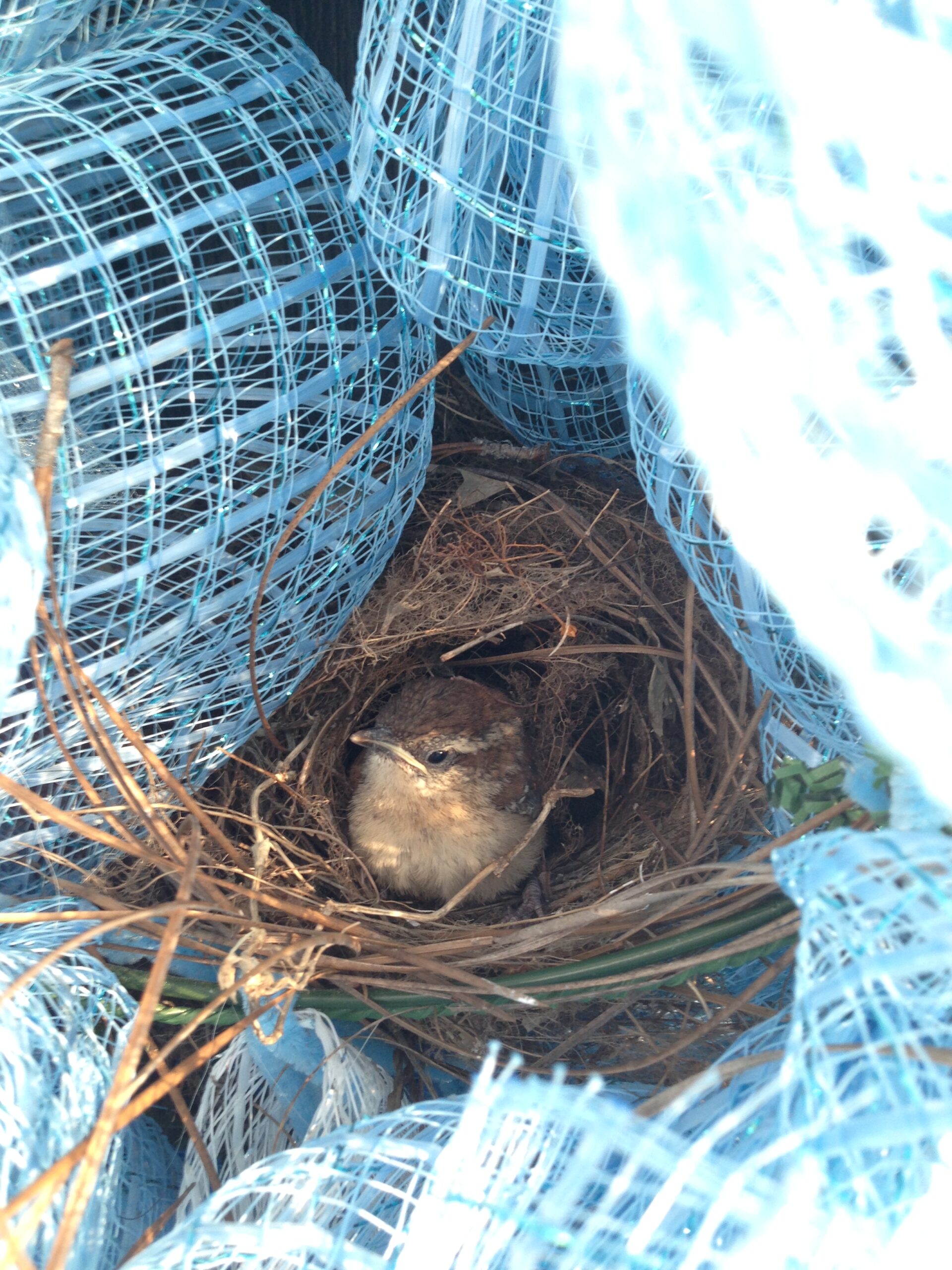 Small bird nesting inside blue netting rolls